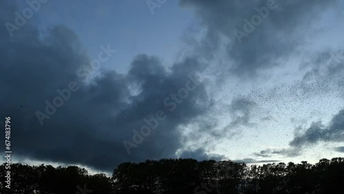 Murmuration of common starlings in sky. Flocks of birds flying over trees. Lausanne, Switzerland. European starling. Sturnus vulgaris. Real time. photo