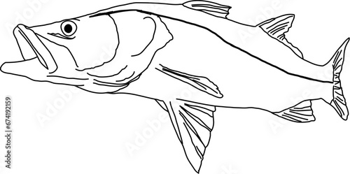 A simple outline of a Snook fish in action
