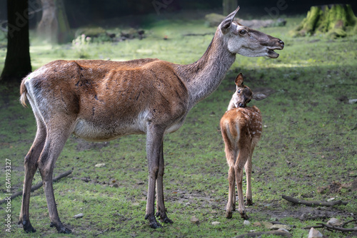 Fototapeta Naklejka Na Ścianę i Meble -  Female Red Deer with Young One (Cervus elaphus)