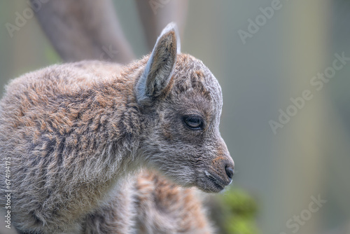 Photography Young Alpine Ibex (Capra ibex)