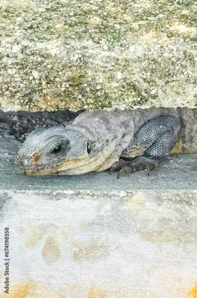 Obraz premium Mexican iguana lies on wall in tropical nature Mexico.