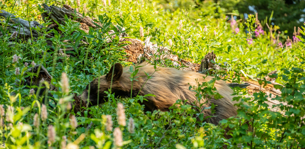 Obraz premium Cinnamon Black Bear Grazing For Food In Wild Flowers