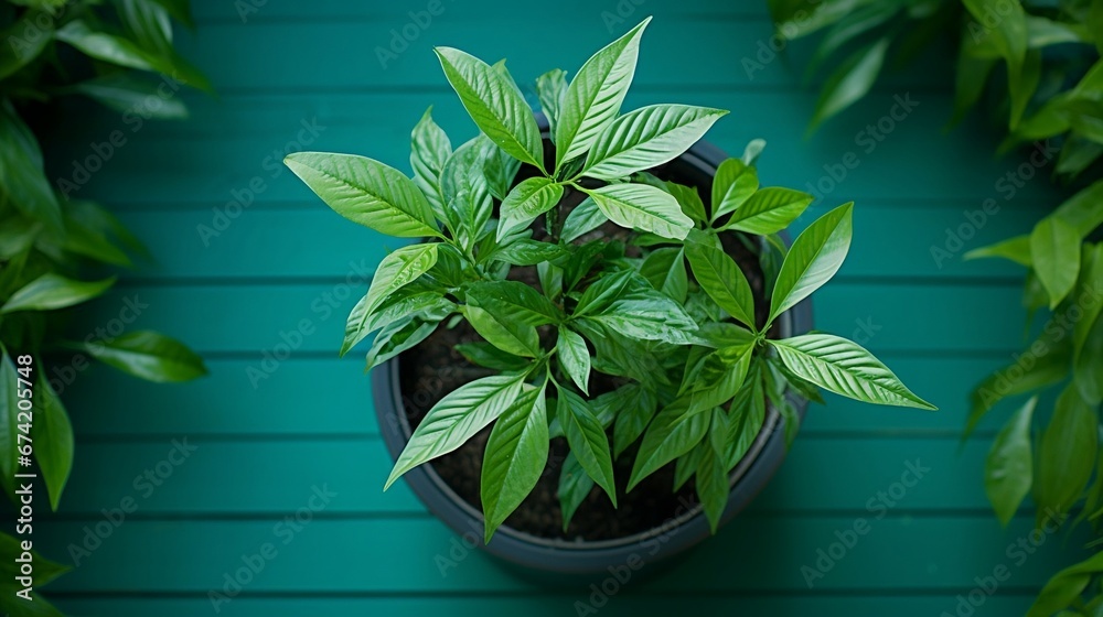 Green Plant in a pot, A single lush green plant, A lush  potted plant photo with vibrant emerald green leaves 