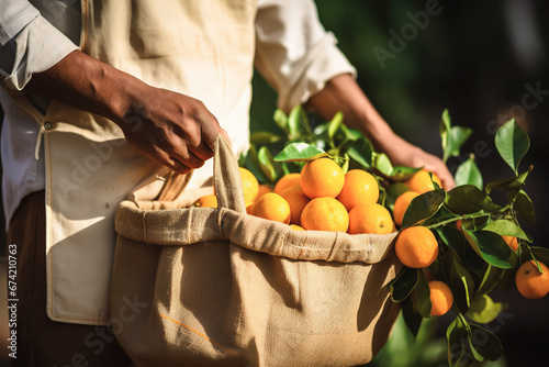 Close up shot of worker harvesting oranges in burlap bag. Close up shot of unrecognizable person