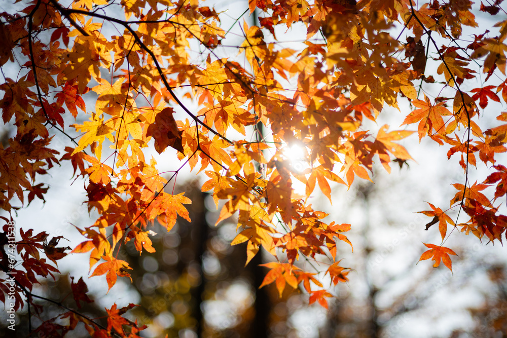 Autumn Autumn