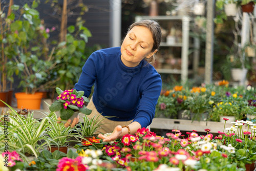 Woman in casual clothes shopping for pot of common primrose at flower shop