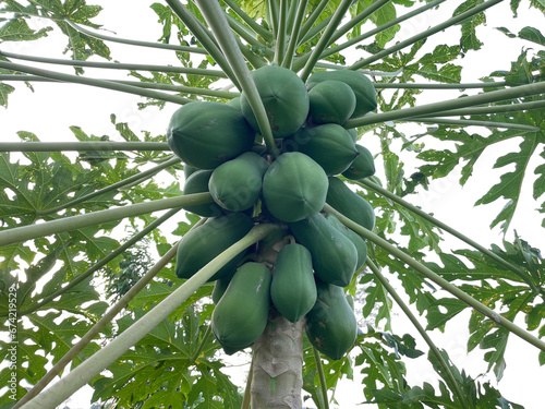 Papaya tree with lots of green fruit attached to the tree trunk