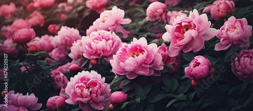 Fototapeta Naklejka Na Ścianę i Meble -  In the garden beautiful peonies blossomed