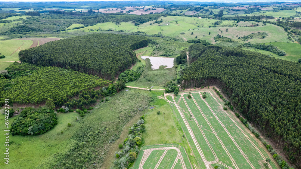 Eucalyptus plantation on a farm in Brazil. Eucalyptus plantation on a farm in Brazil.