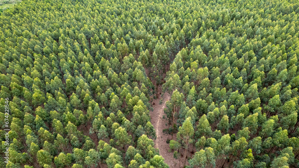 Eucalyptus plantation on a farm in Brazil. Eucalyptus plantation on a farm in Brazil.