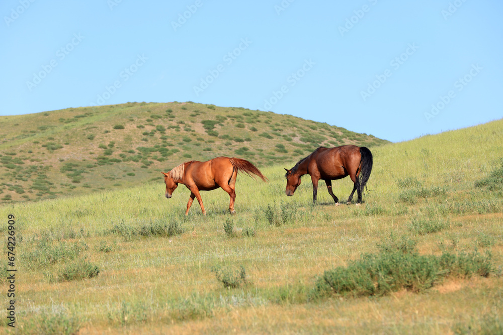 horses in the grasslands horses in the grasslands