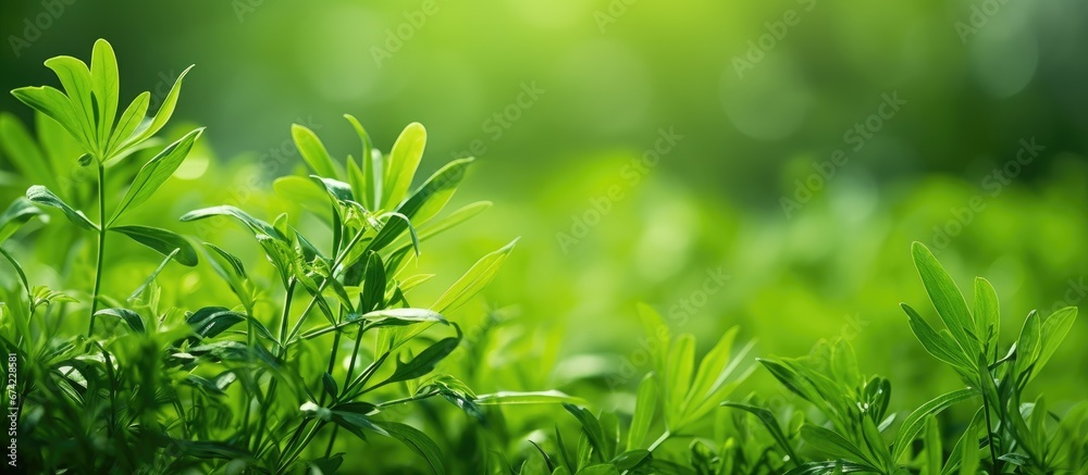 Observe green weeds in their natural environment with a natural backdrop