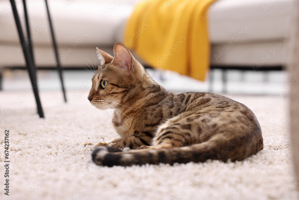 Naklejka premium Cute Bengal cat lying on carpet at home. Adorable pet