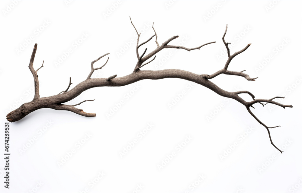 Branch of dead tree isolated on white background Branch of dead tree isolated on white background