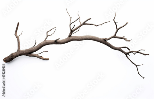 Branch of dead tree isolated on white background