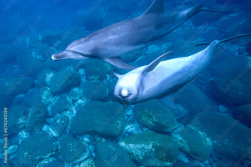 Obraz premium イルカ_御蔵島_09_母子イルカ