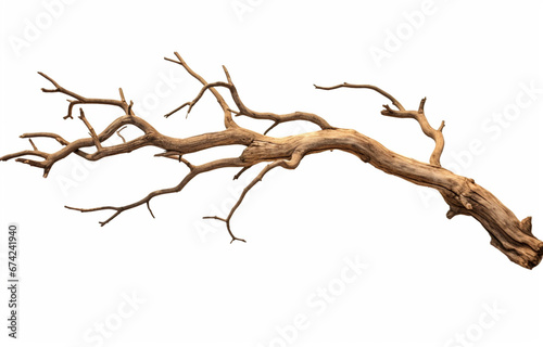 Dry branch of dead tree with isolate on a white background