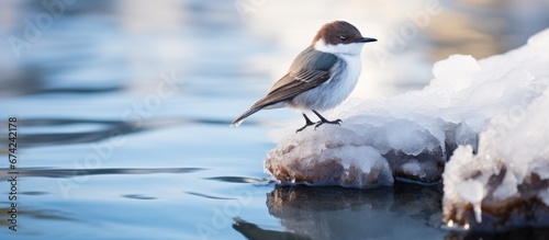 A White throated Dipper perched by the water s edge on the icy surface
