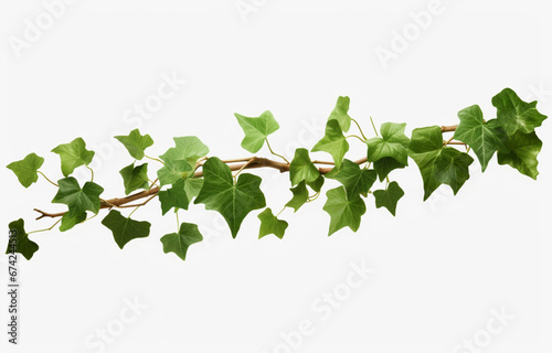 Ivy plant branch isolated on a white background