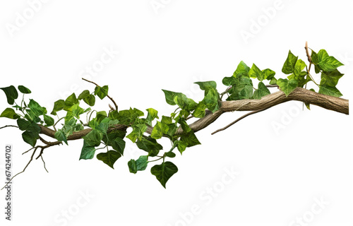 Ivy plant branch isolated on a white background
