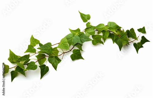 Ivy plant branch isolated on a white background