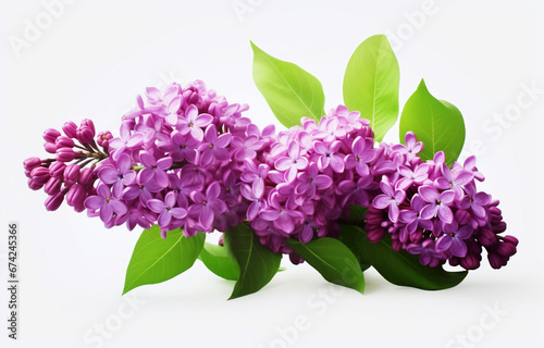 lilac flowers on Isolated on a white background