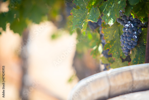 Grapes and wine barrel photo