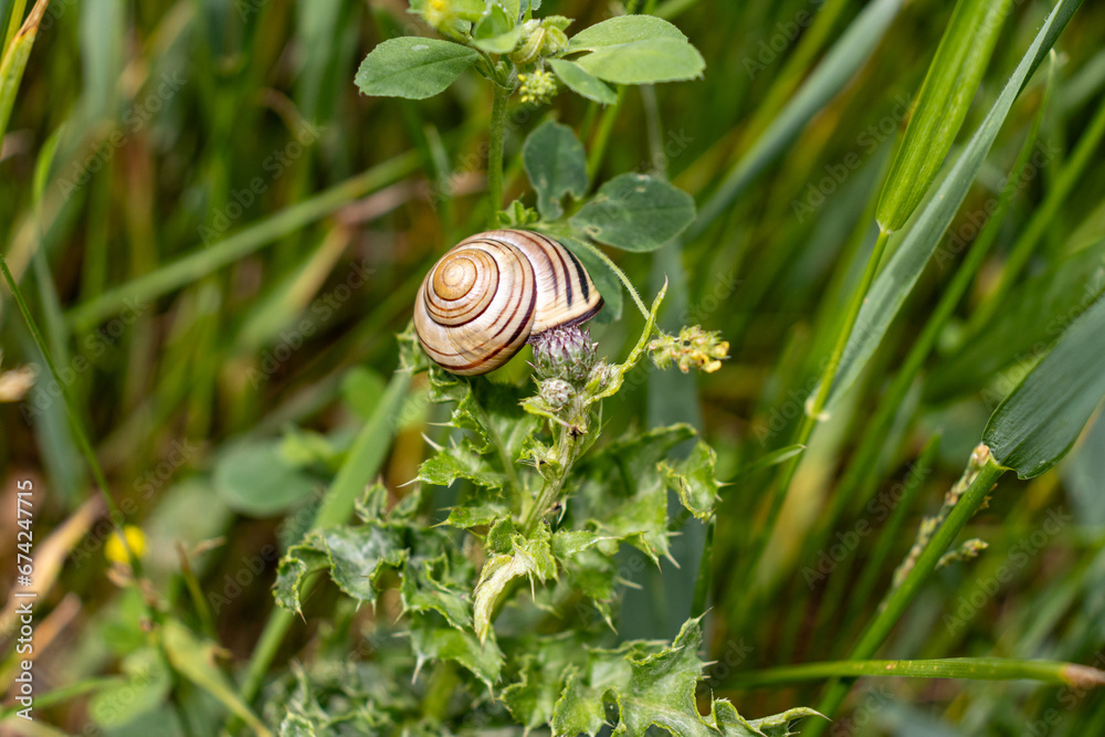 Garden snail on thistle plant - close-up Garden snail on thistle plant - close-up