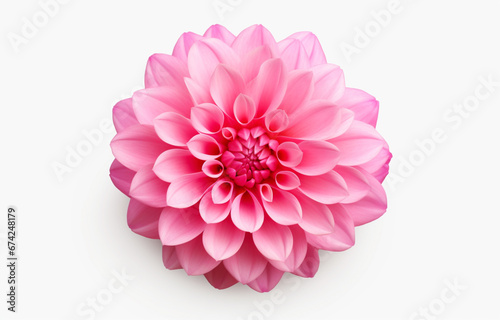 Pink rose flowers in a. floral arrangement isolated on a white background