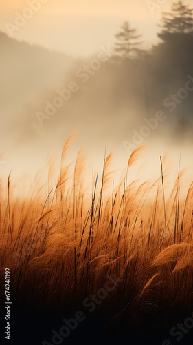 vertical background autumn dry grass in the morning fog  valley in the sun landscape