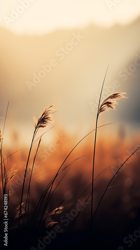 vertical background autumn dry grass in the morning fog  valley in the sun landscape
