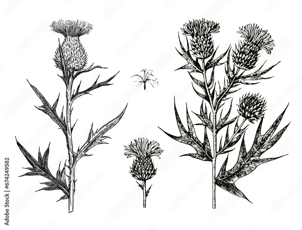 Ink hand-drawn detailed illustration of thistle flowers and buds. Vector graphic. - obrazy, fototapety, plakaty 