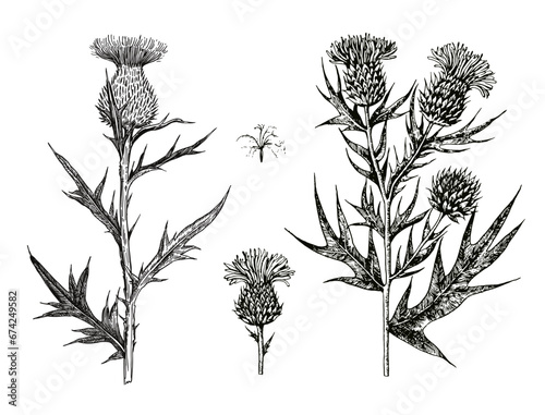 Ink hand-drawn detailed illustration of thistle flowers and buds. Vector graphic.