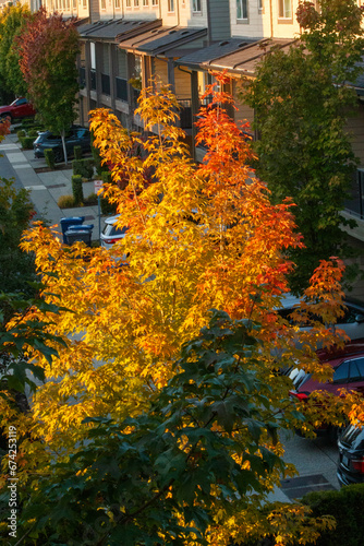 Autumn maple leaves in a suburban neighborhood. photo