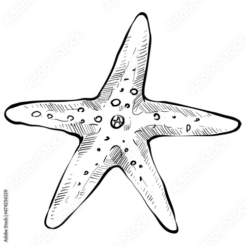 Starfish handdrawn illustration
