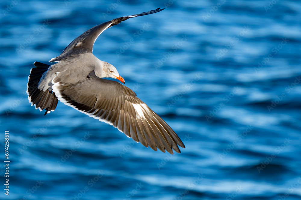 Heerman's Gull in flight over bright blue water Heerman's Gull in flight over bright blue water