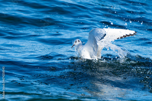 Bonaparte s Gull getting airborne after a dive