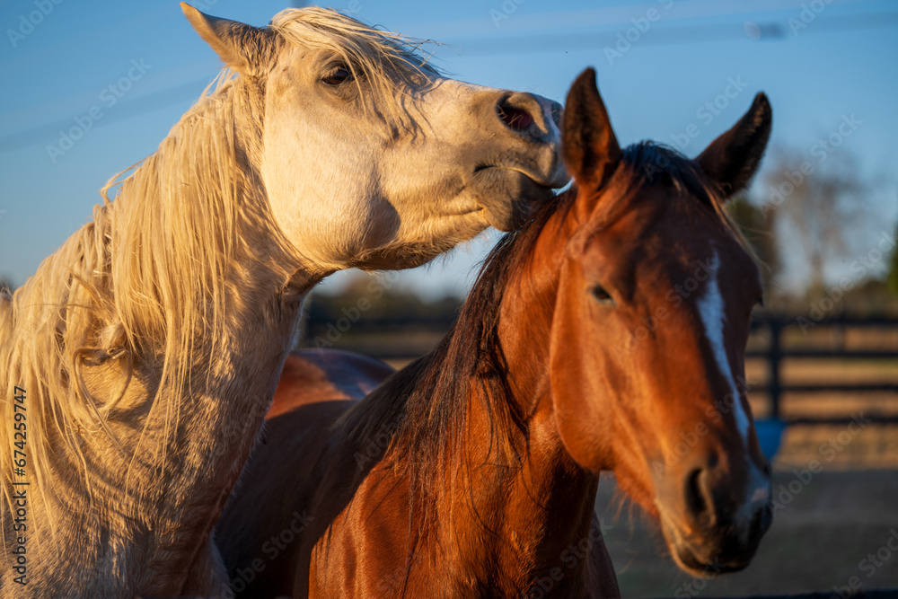 Obraz premium horses running on farm
