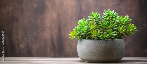A rustic background showcases a potted Crassula ovata a lush houseplant photo