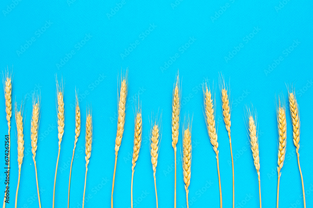 Background of ripe ears of rye on a blue background. Background of ripe ears of rye on a blue background.