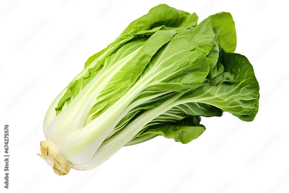 Bok choy or chinese cabbage isolated on white background Bok choy or chinese cabbage isolated on white background