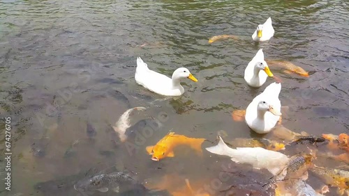 White duck and many fish swimming together in a pond. A group of colorful fancy carp fish swimming in the water pond.