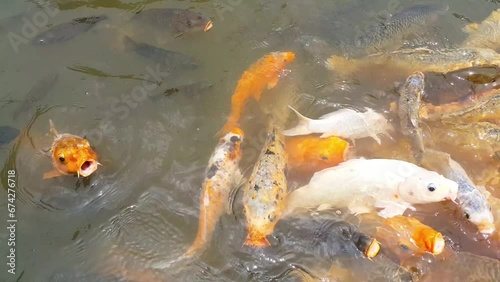 A group of colorful fancy carp fish swim in the water pond. it’s golden red orange and yellow of body koi fish.