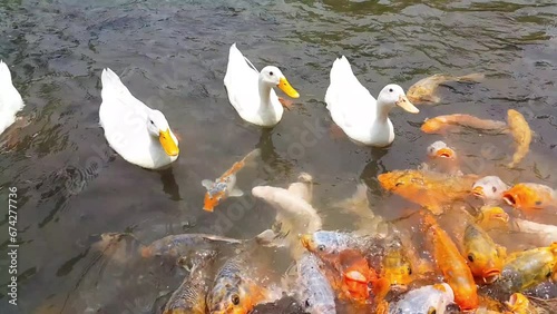 White duck and many fish swimming together in a pond. A group of colorful fancy carp fish swimming in the water pond.