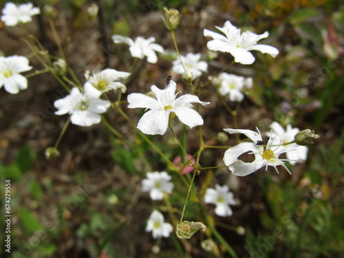 FLORES BLANCAS 