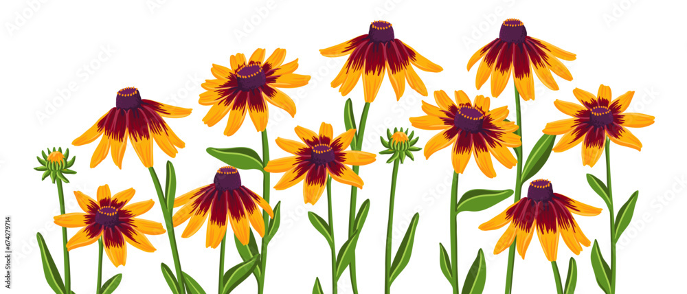 Rudbeckia plants, coneflowers, black-eyed-susans, vector drawing flowers at white background, hand drawn botanical illustration