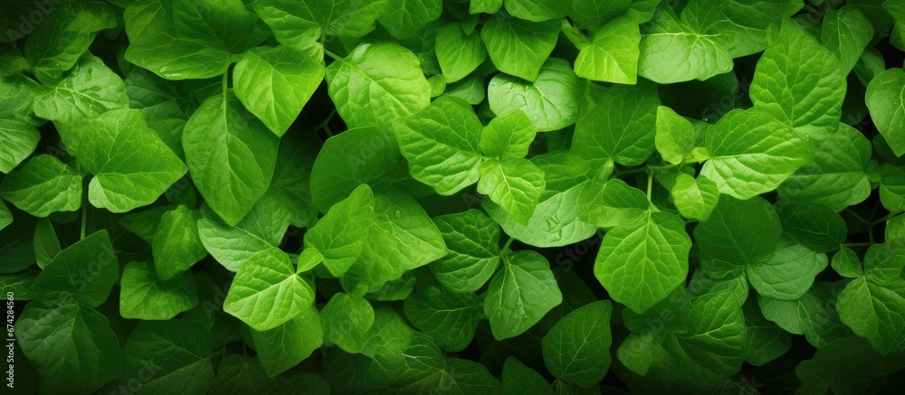 Background with leaves that are green in color Background with leaves that are green in color