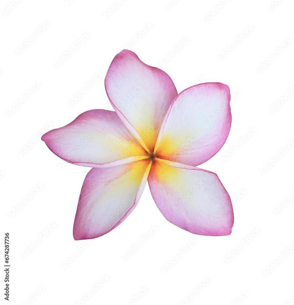 Plumeria or Frangipani or Temple tree flower. Close up single pink-yellow frangipani flowers isolated on transparent background.