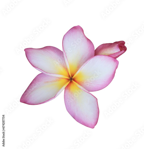 Plumeria or Frangipani or Temple tree flower. Close up single pink-yellow frangipani flowers isolated on transparent background. 