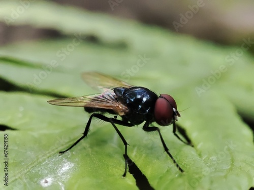 fly on leaf © Adithya Indrajith